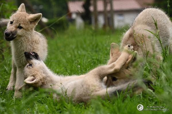 Polarwölfe Arctic wolves Anyu Nova Yuki